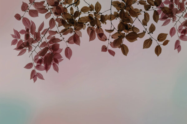AMOUR_GLIX2_AMB：圖片 2