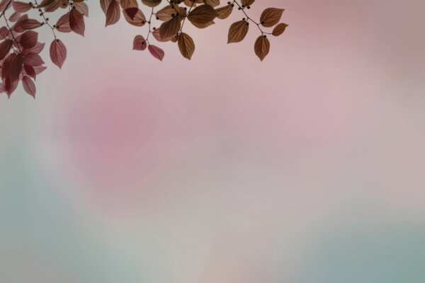 AMOUR_GLIX2_AMB：圖片 3