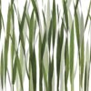 GREENFIELDS：圖片 2